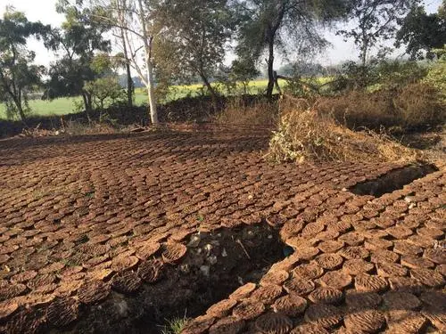 cow-dung-531.webp